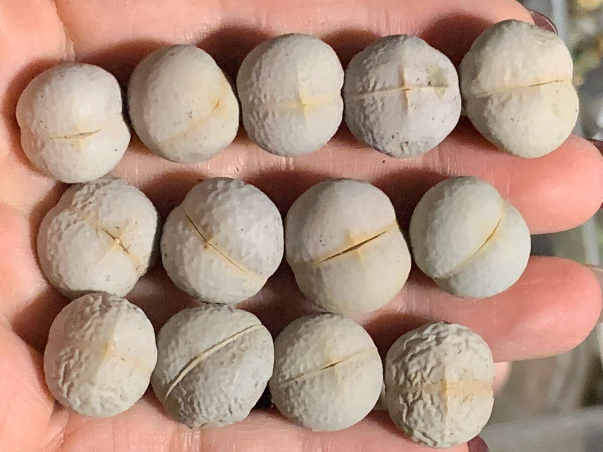 リトープス 多肉植物 南蛮玉 セット 1.3cから拍卖