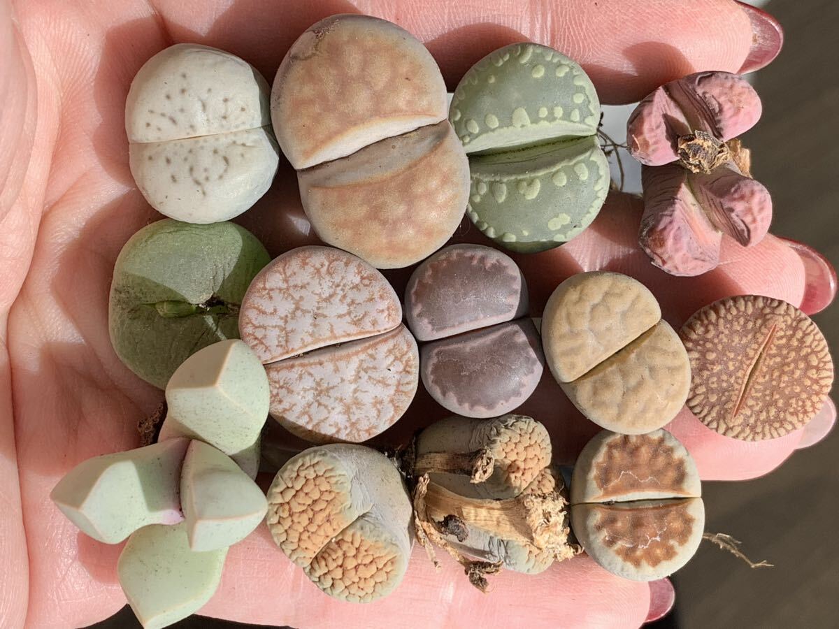 リトープス 多肉植物 カラフルセット 超可愛 カヒィオレ 大津絵 紫福来玉 など拍卖