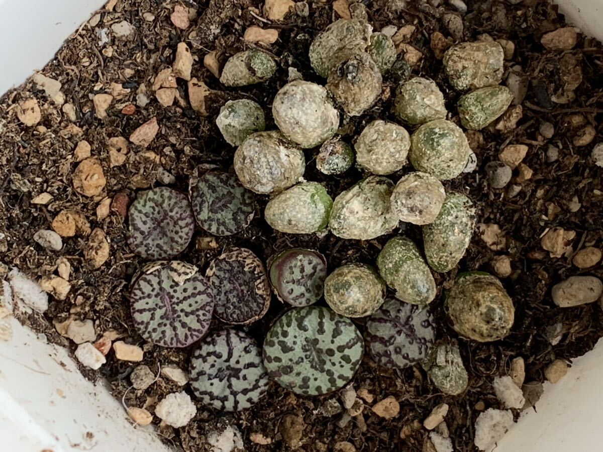 コノフィツム 多肉植物 ブルゲリ 安貞セット拍卖
