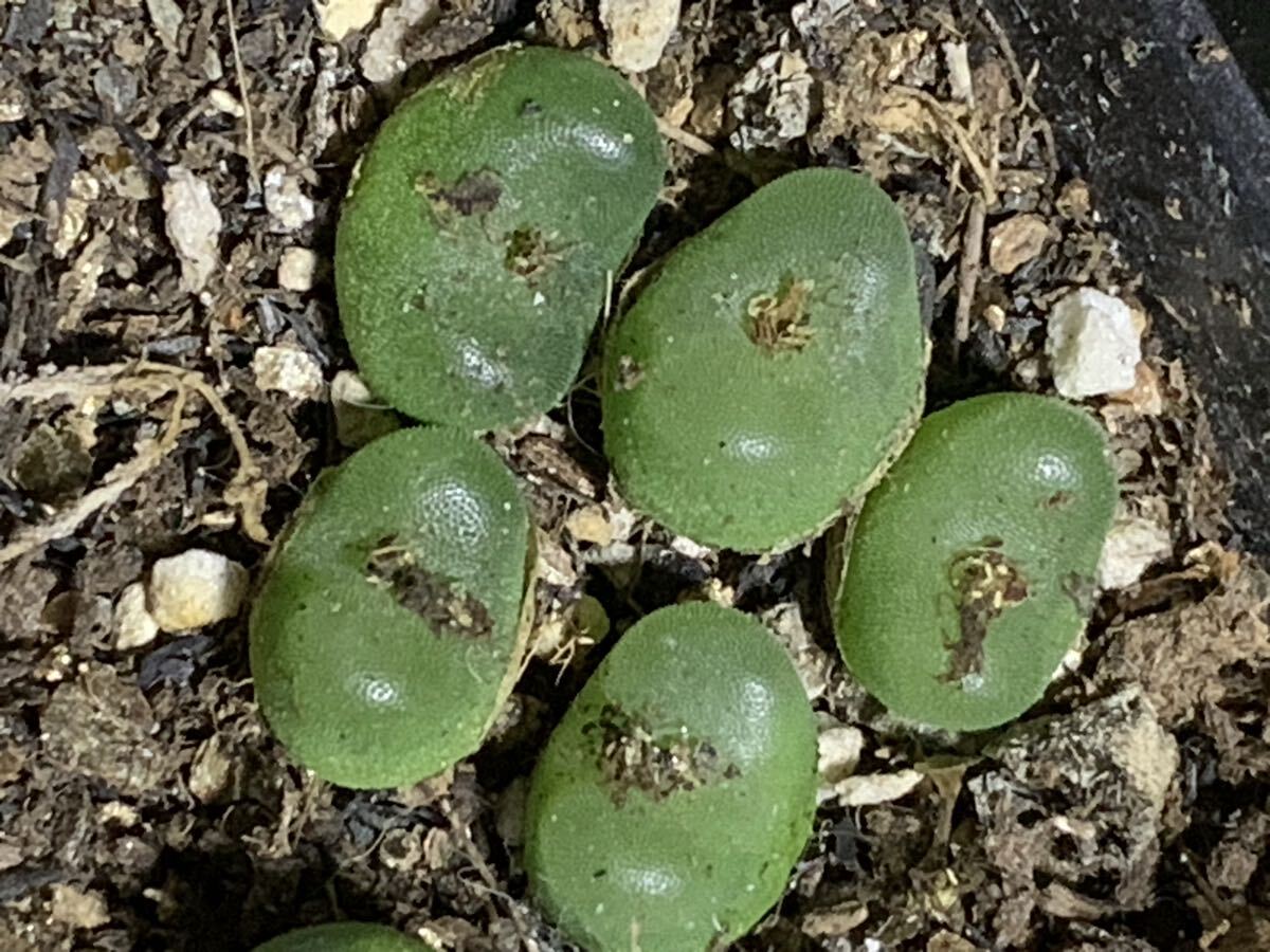 コノフィツム 多肉植物 フォエニケウム拍卖