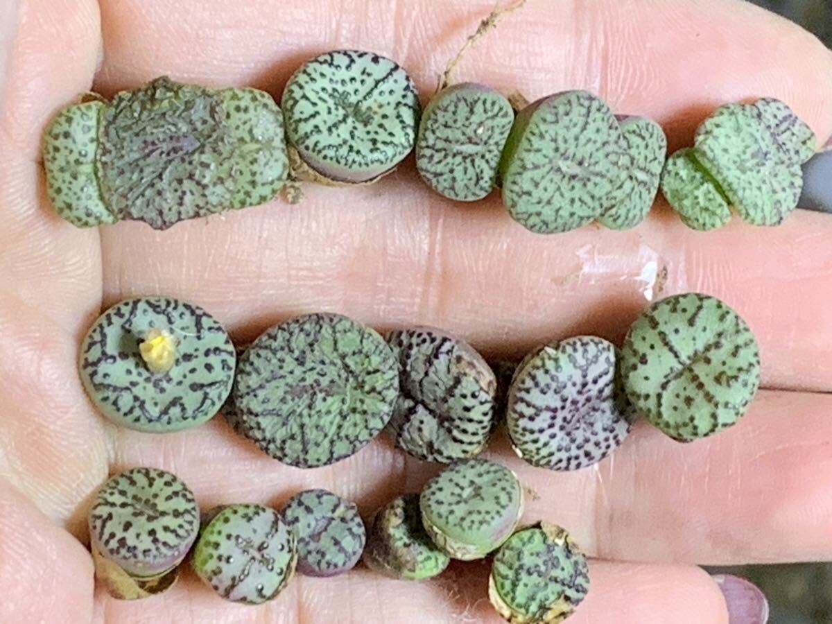 多肉植物 種類纏め 安貞 コノフィツム 拍卖