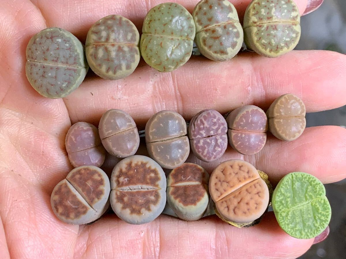 リトープス 多肉植物 麗虹玉 紅窓玉 粉オリーブ アルビニカ拍卖