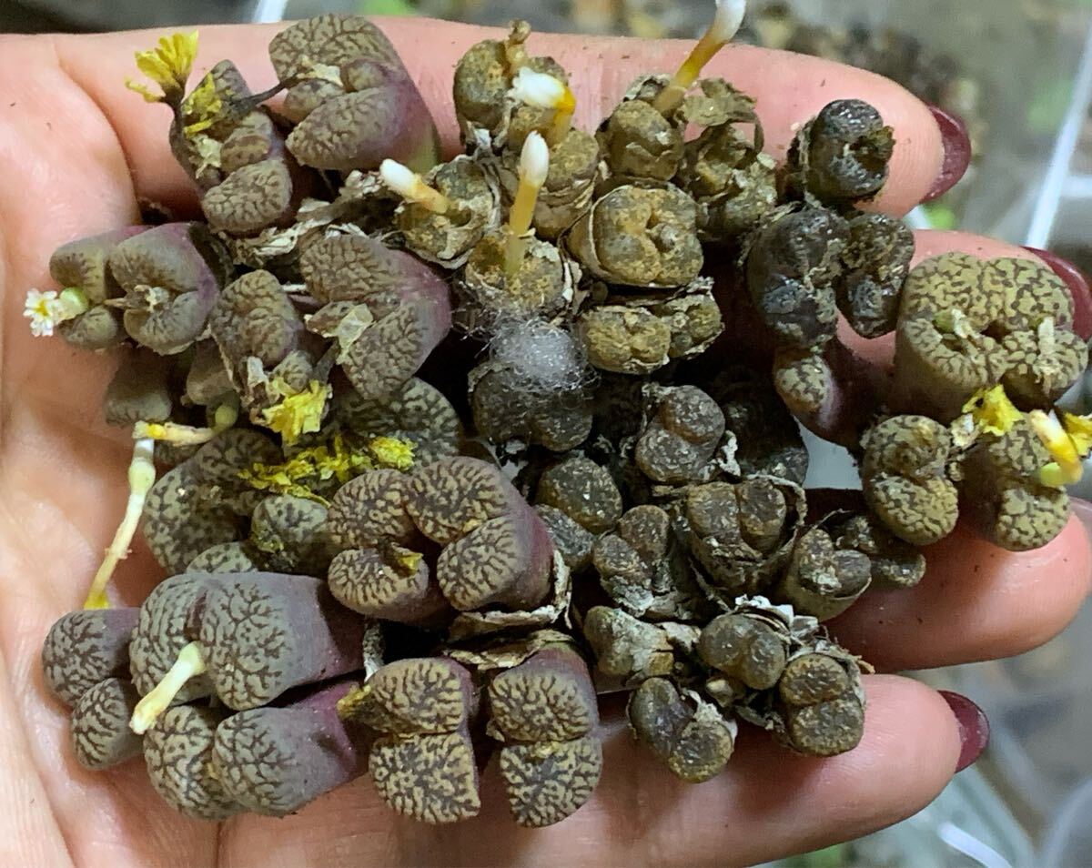 多肉植物 コノフィツム ペルシダム セット拍卖