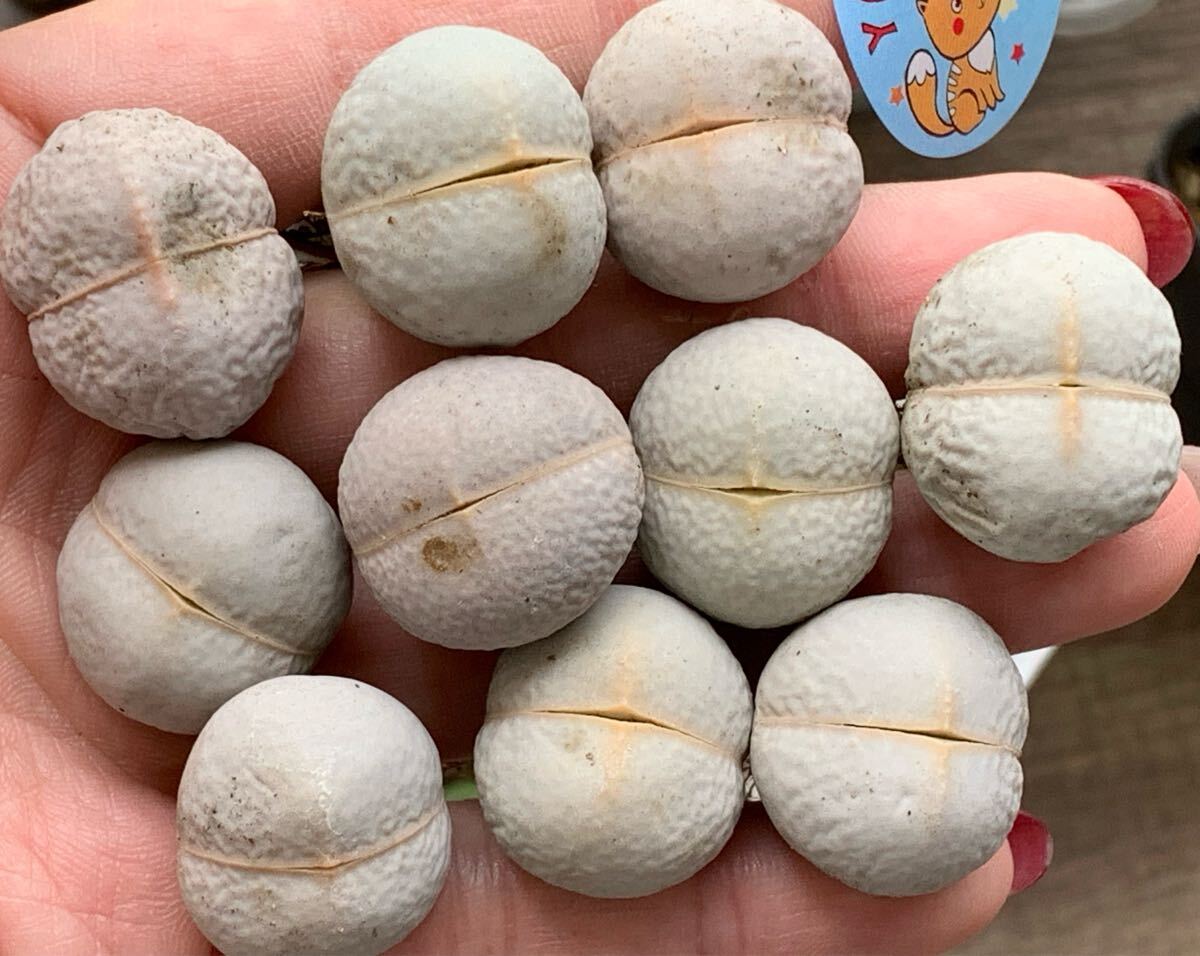 リトープス 南蛮玉 大苗2.1-2.15ぐらい拍卖