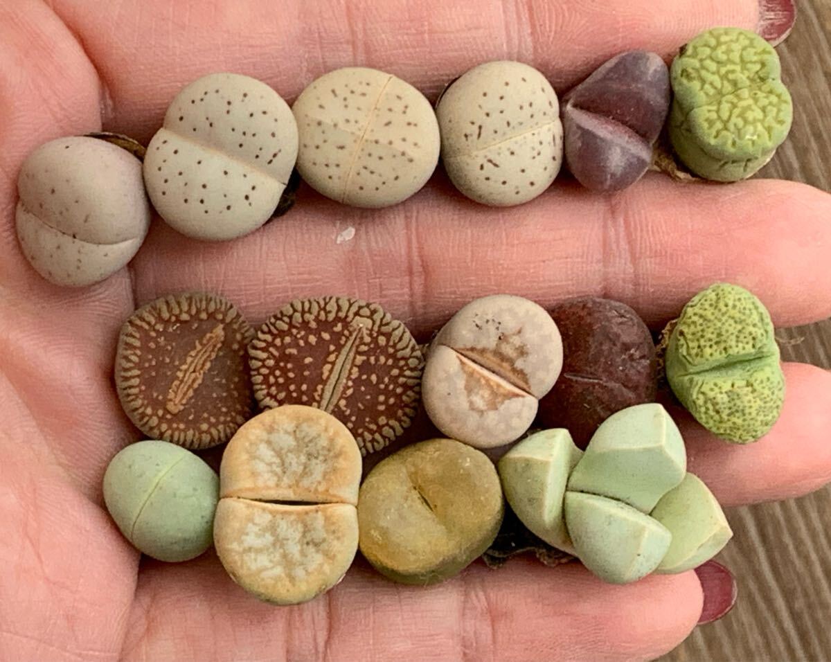 リトープス 色の組み合わせ 立派 セット 抜き苗拍卖