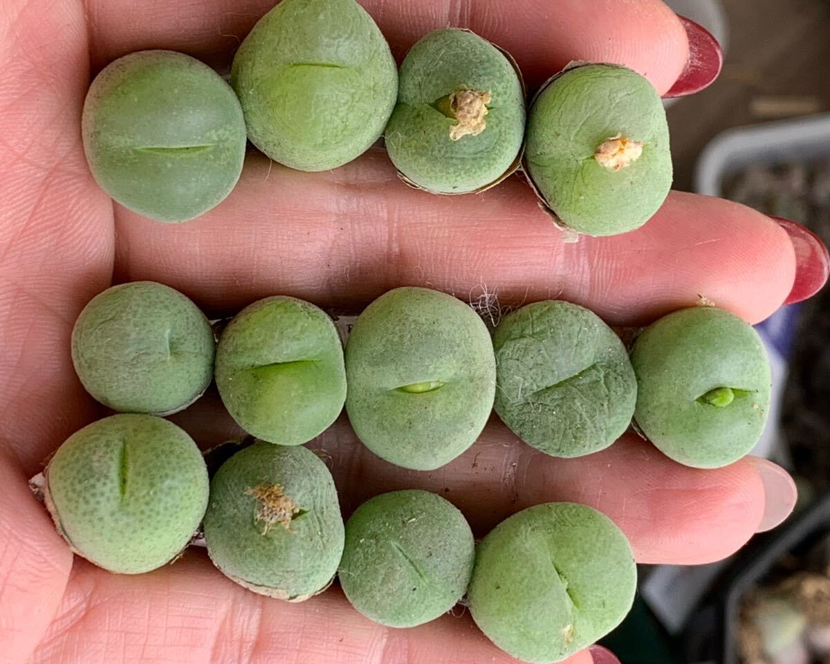 コノフィツム 立派 ピランシ セット 拍卖