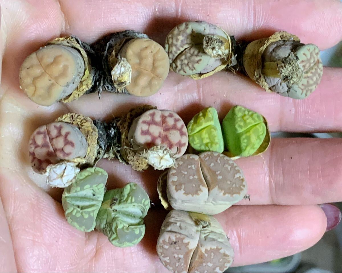 リトープス 多肉植物 カラフルセット 緑大津絵 寿麗玉Lerichegreen 花紋玉 セット拍卖