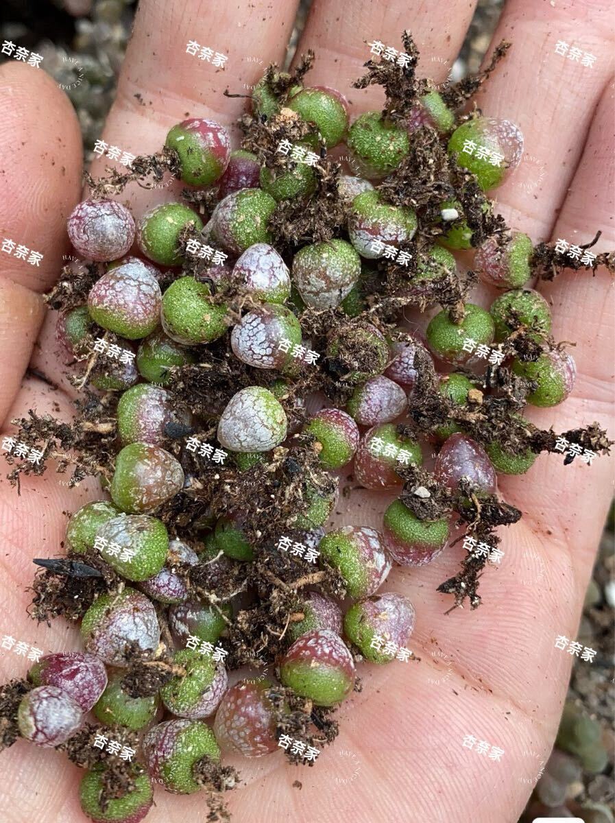 コノフィツム フルゲリ 12玉セット拍卖