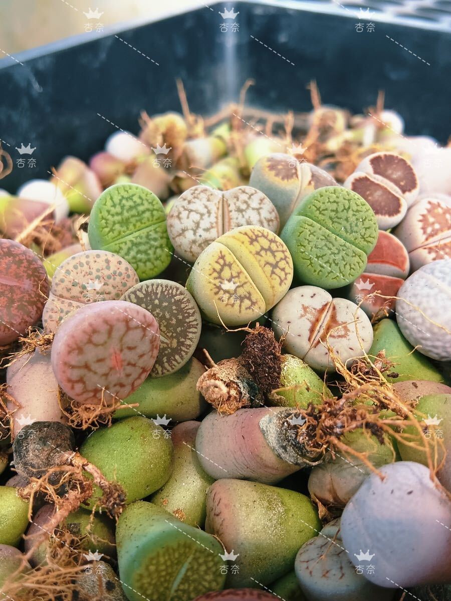 リトープス 多肉植物 色の組み合わせ 12苗セット 2-3年生拍卖