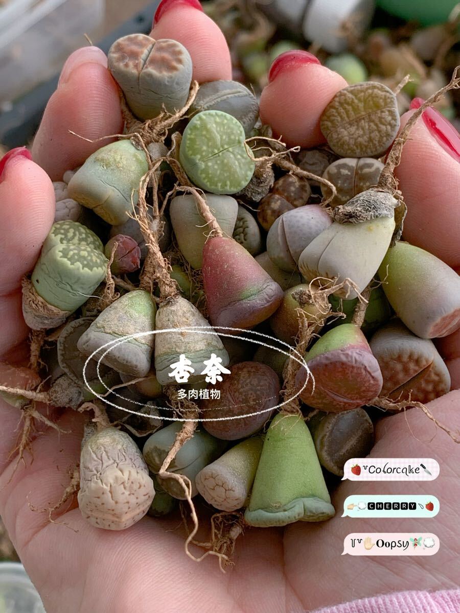 多肉植物 リトープス カラフル1-2年生30玉拍卖