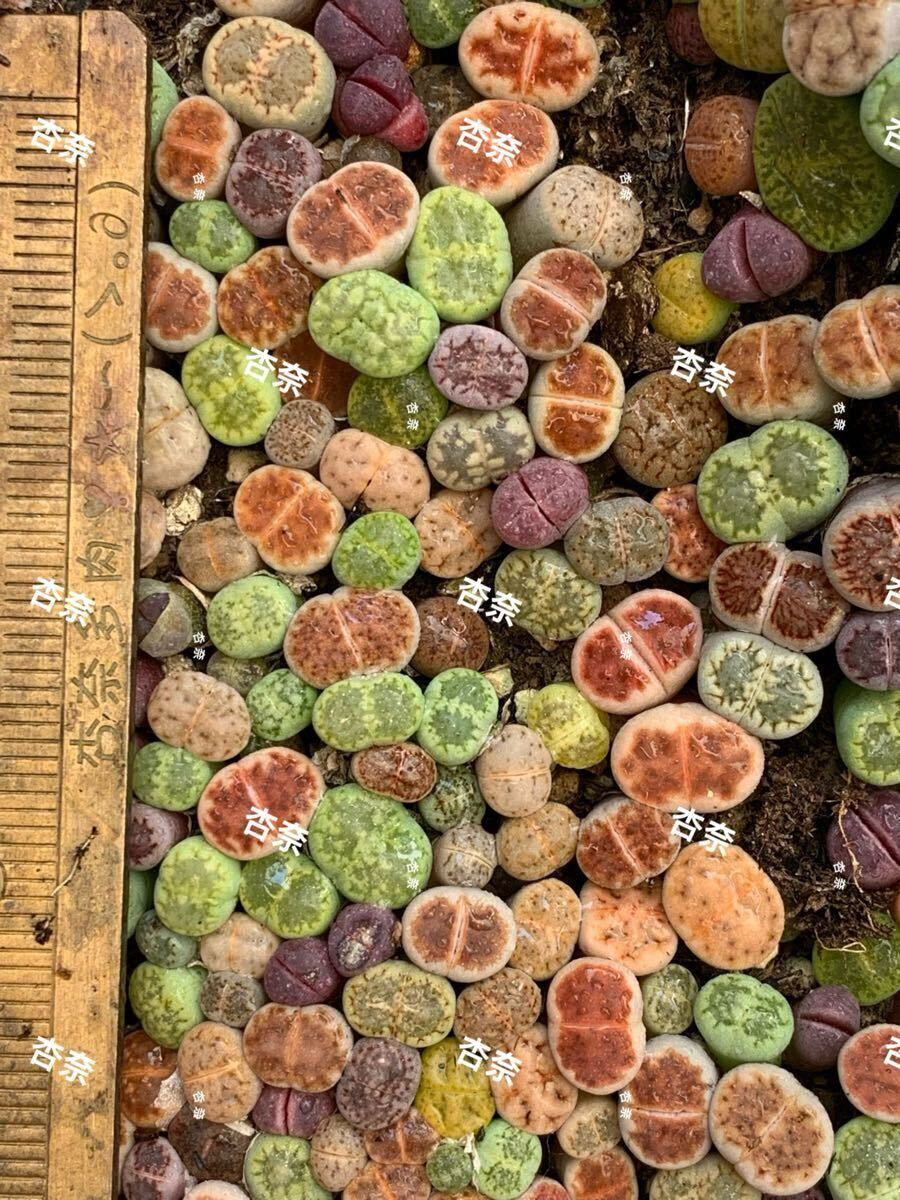 多肉植物 リトープス 1年色の組み合わせ セット50玉拍卖