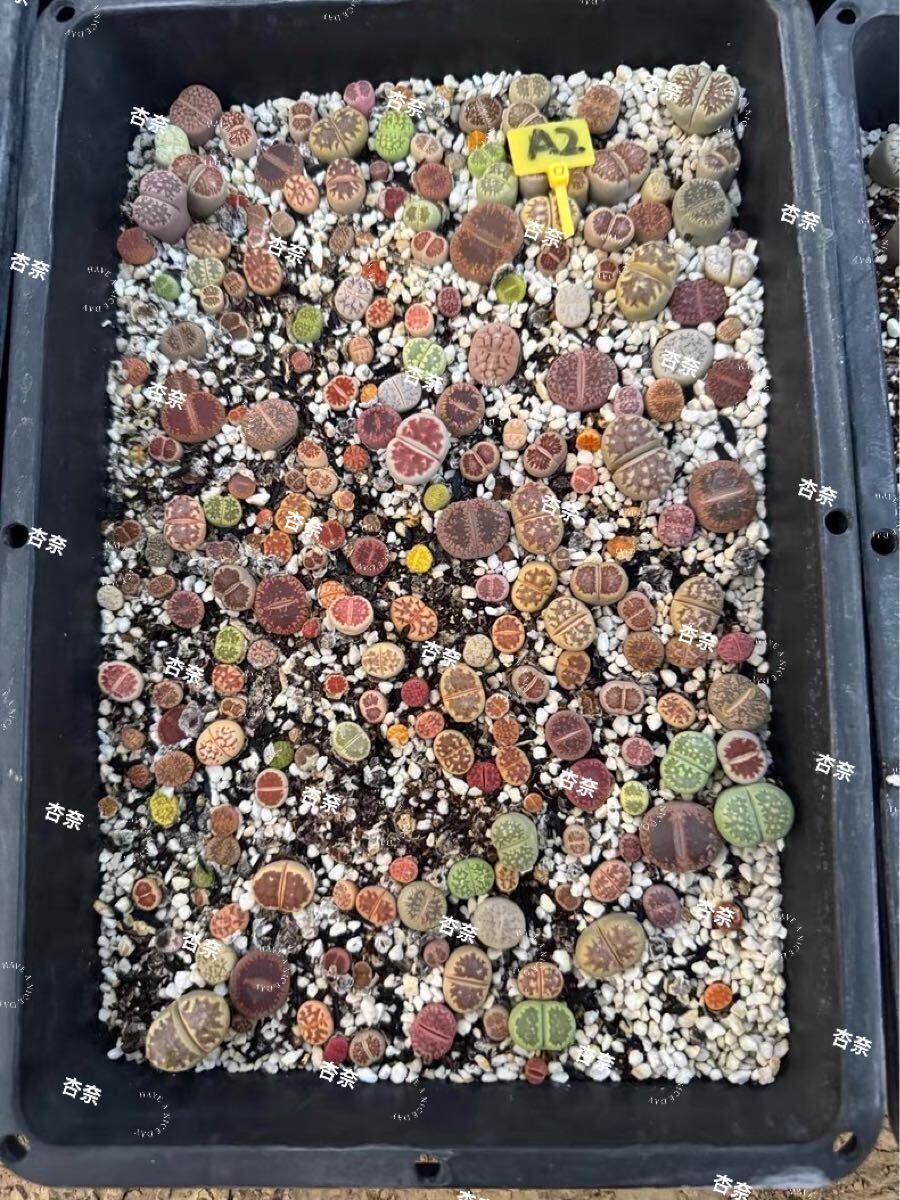 人気 多肉植物 リトープス 1-2年生 カラフル 新鮮100玉拍卖