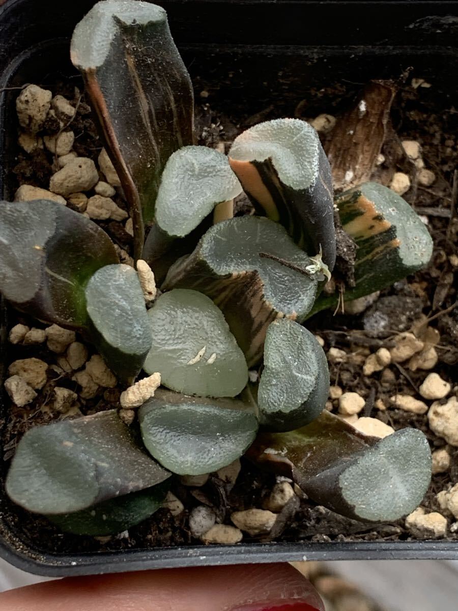 多肉植物 ハオルチア 玉扇拍卖