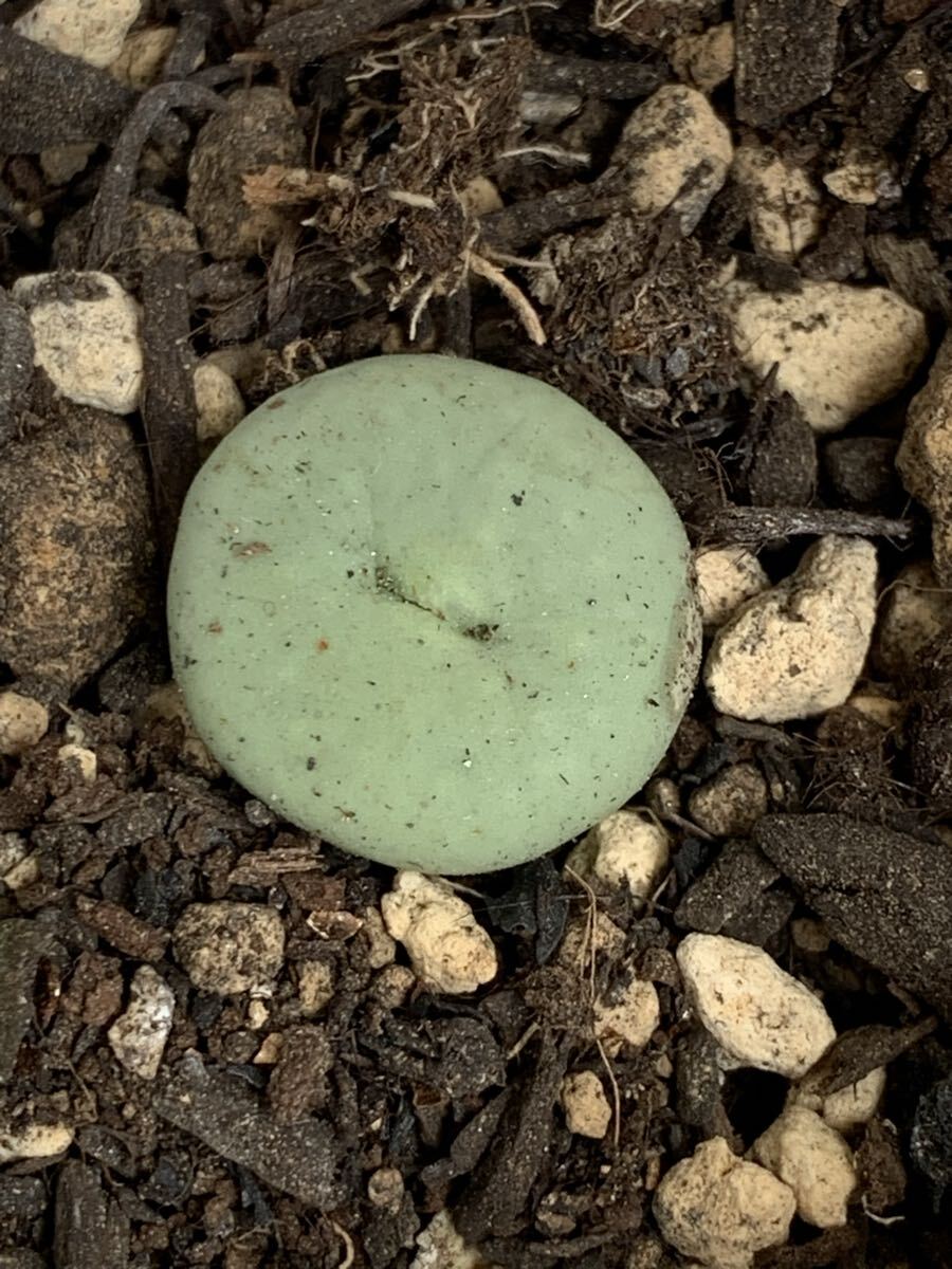 多肉植物 コノフィツム wettsteinii拍卖
