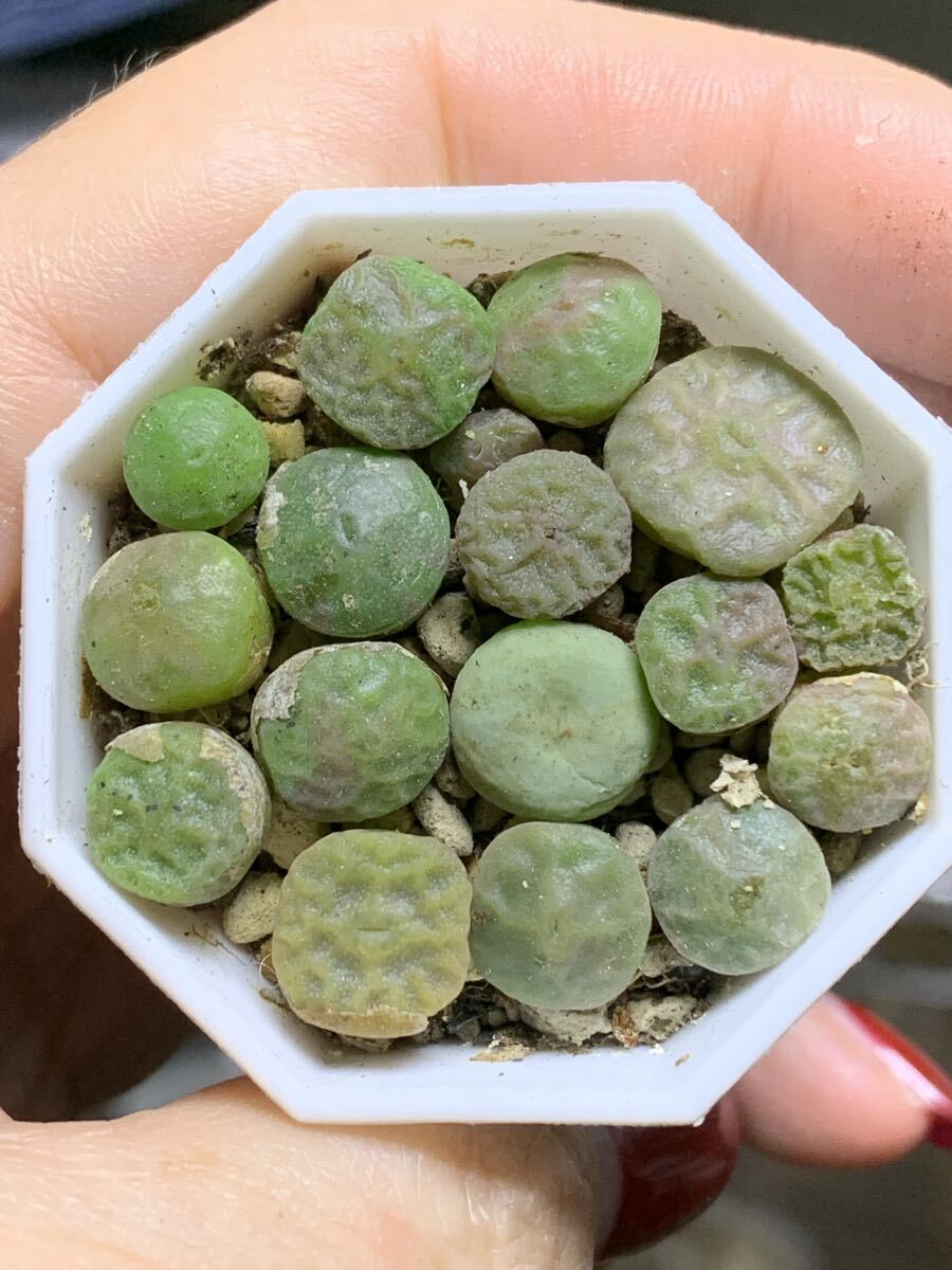 多肉植物 コノフィツム アンゲリ  パゲアエ  セット拍卖