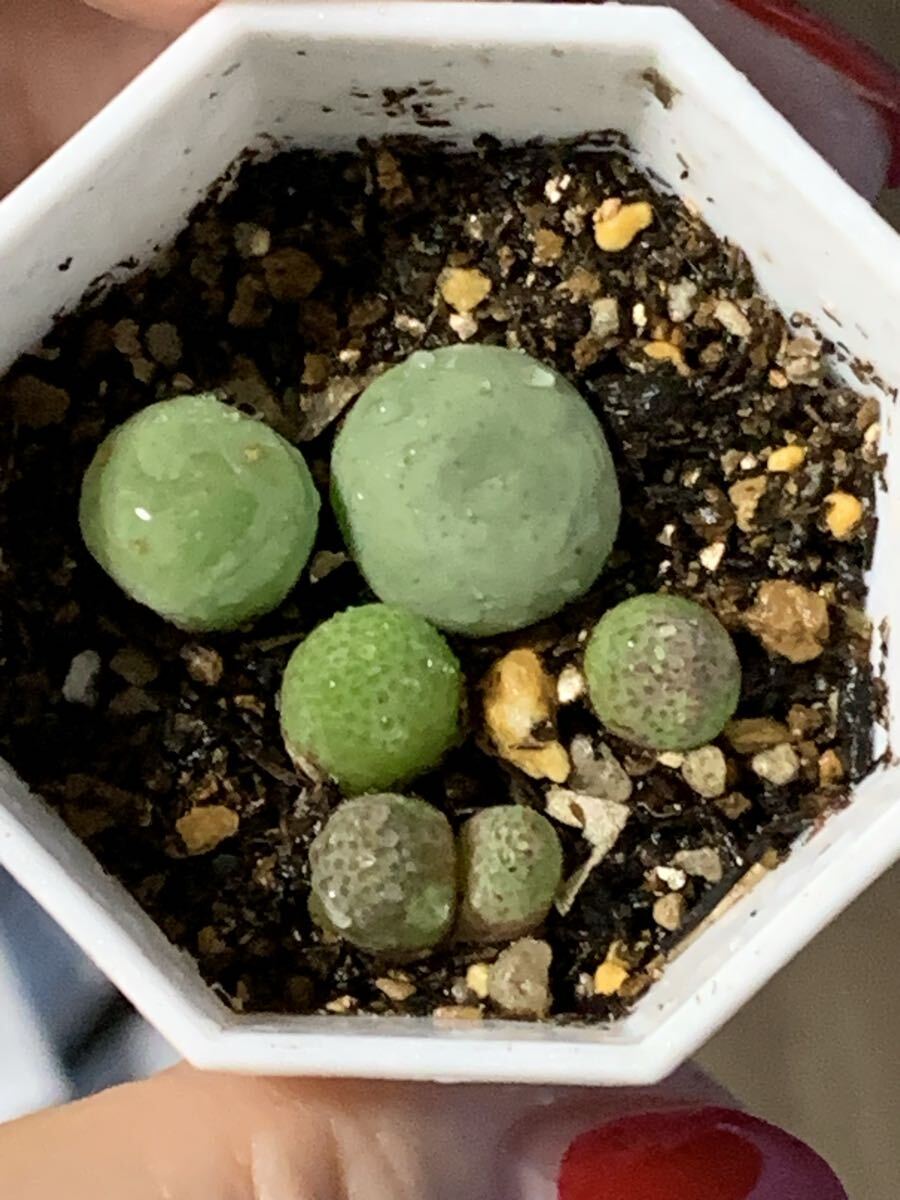 コノフィツム 多肉植物 パゲアエ ?カラモエセ セット拍卖