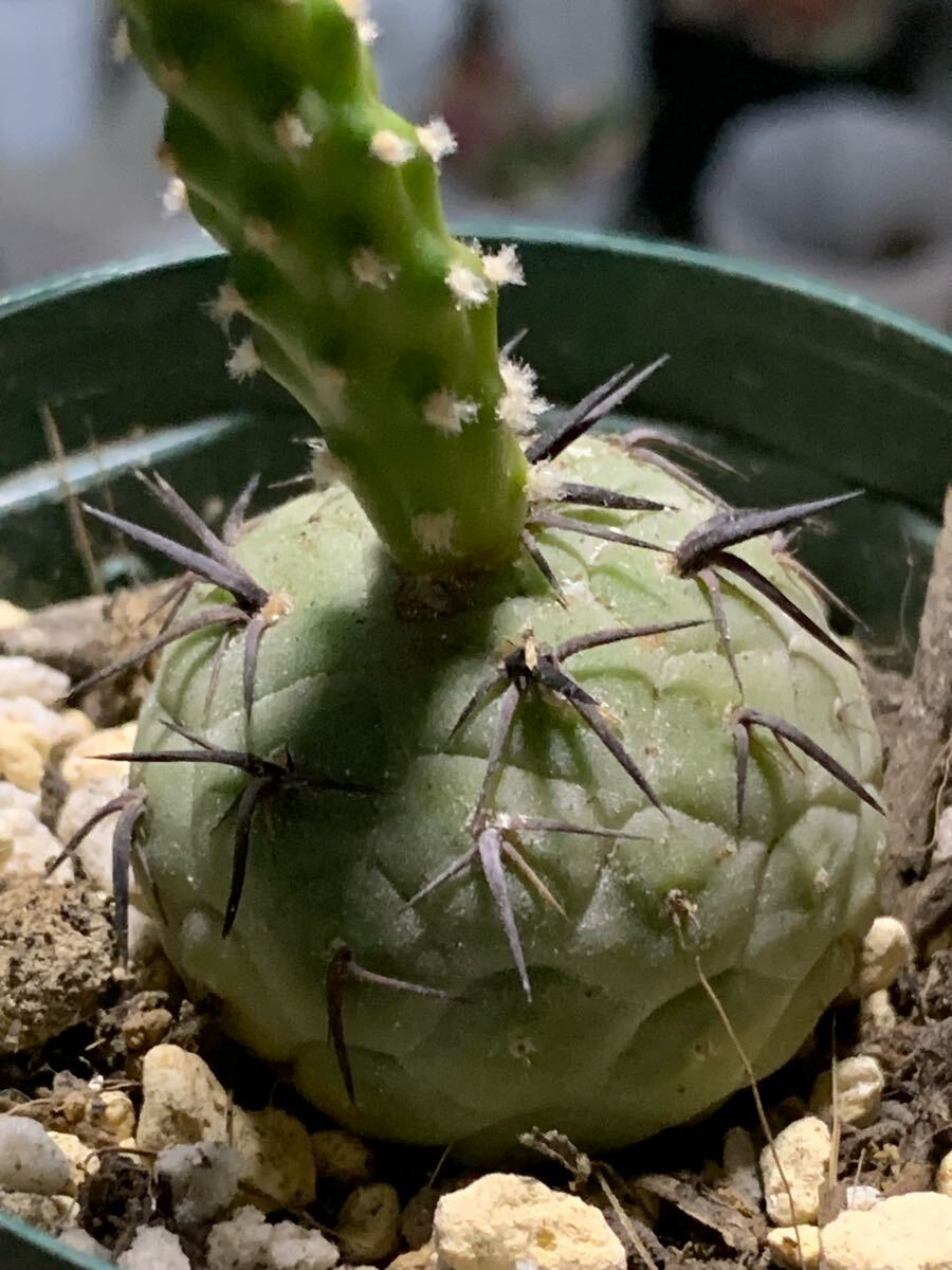 テフロカクタス ゲオメトリクス 子株 サボテン 多肉植物 観葉植物 拍卖