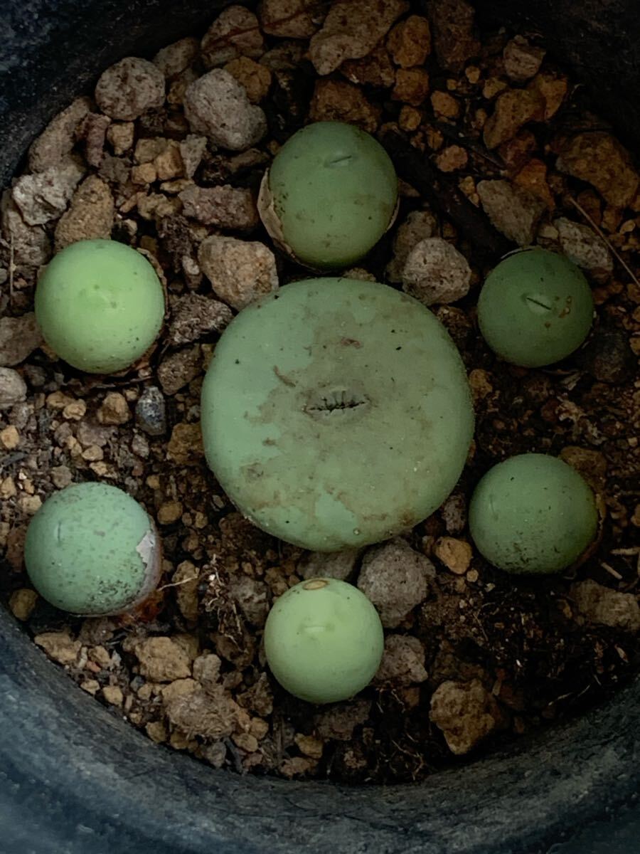 コノフィツム 多肉植物 パゲアエ レア拍卖