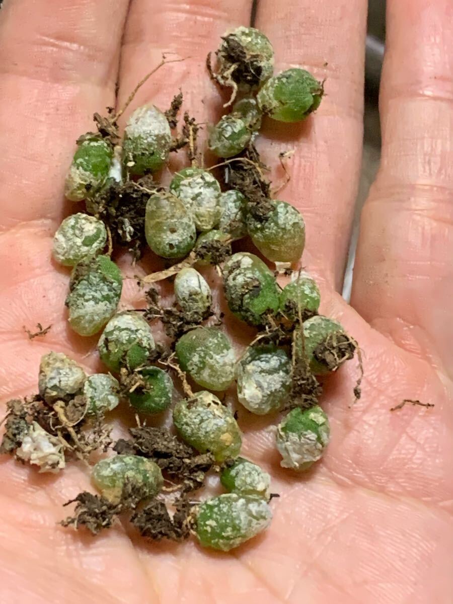コノフィツム フルゲリ 多肉植物 セット拍卖