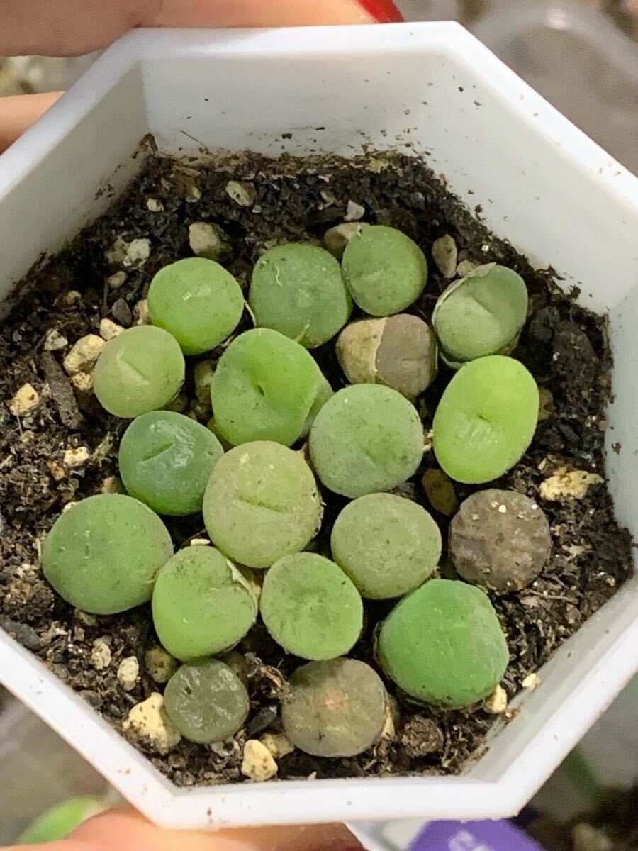 多肉植物 コノフィツム 抜き苗 アンゲリ コンカブム ピランシ セット拍卖