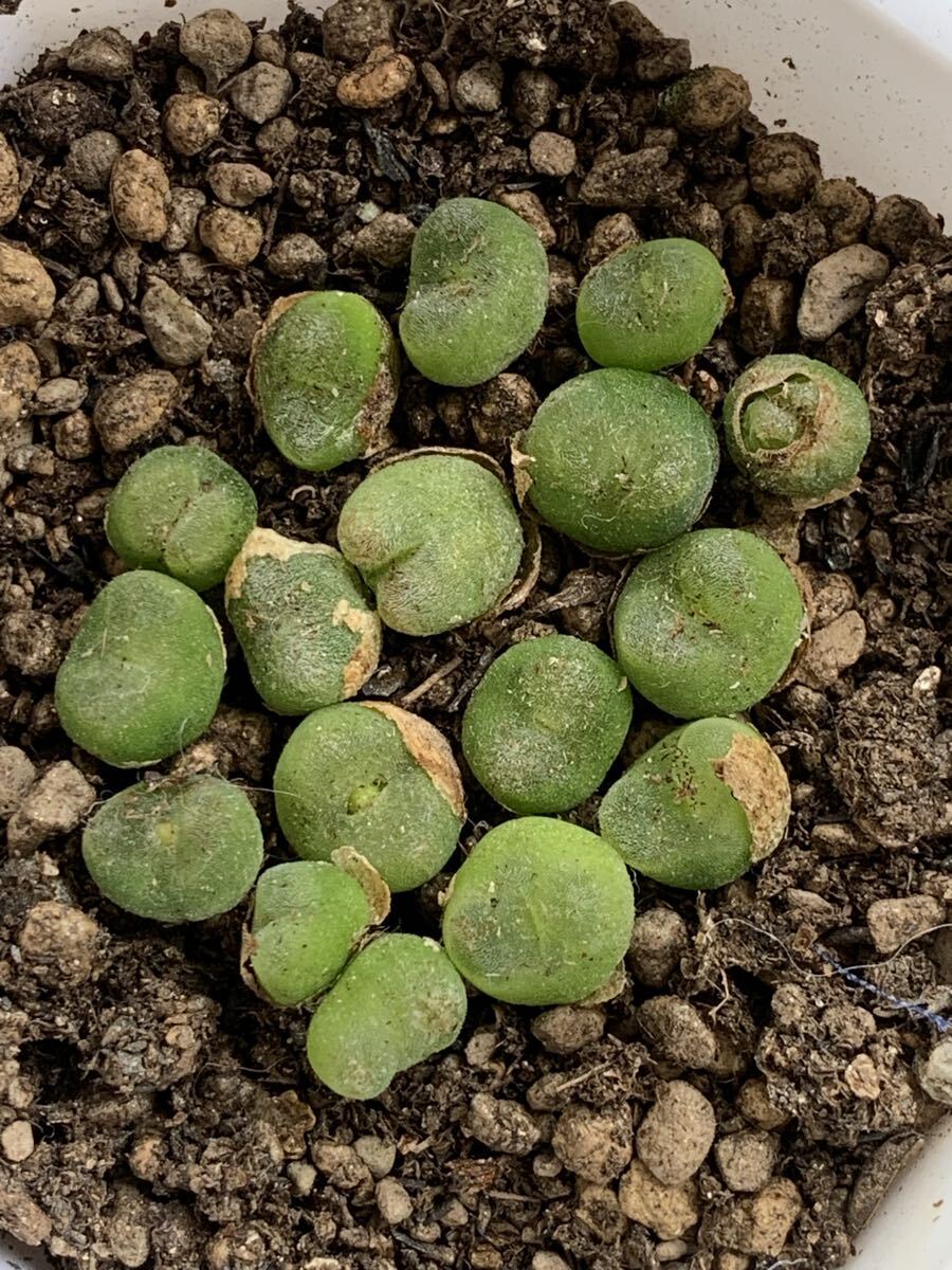 コノフィツム 多肉植物 フォエニケウムセット拍卖