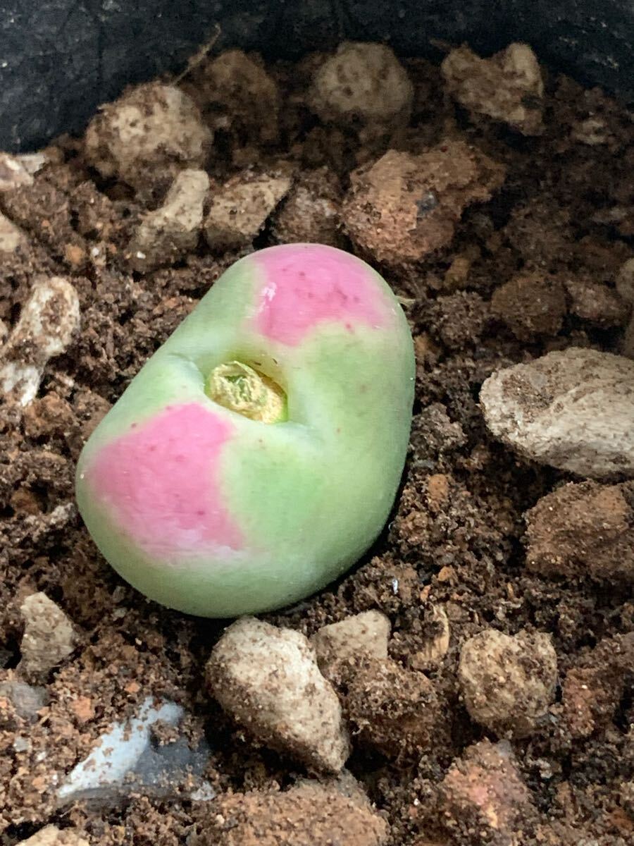 多肉植物 コノフィツム  桃割娘拍卖
