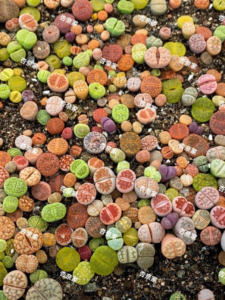 リトープス カラフル100玉1-2年生拍卖