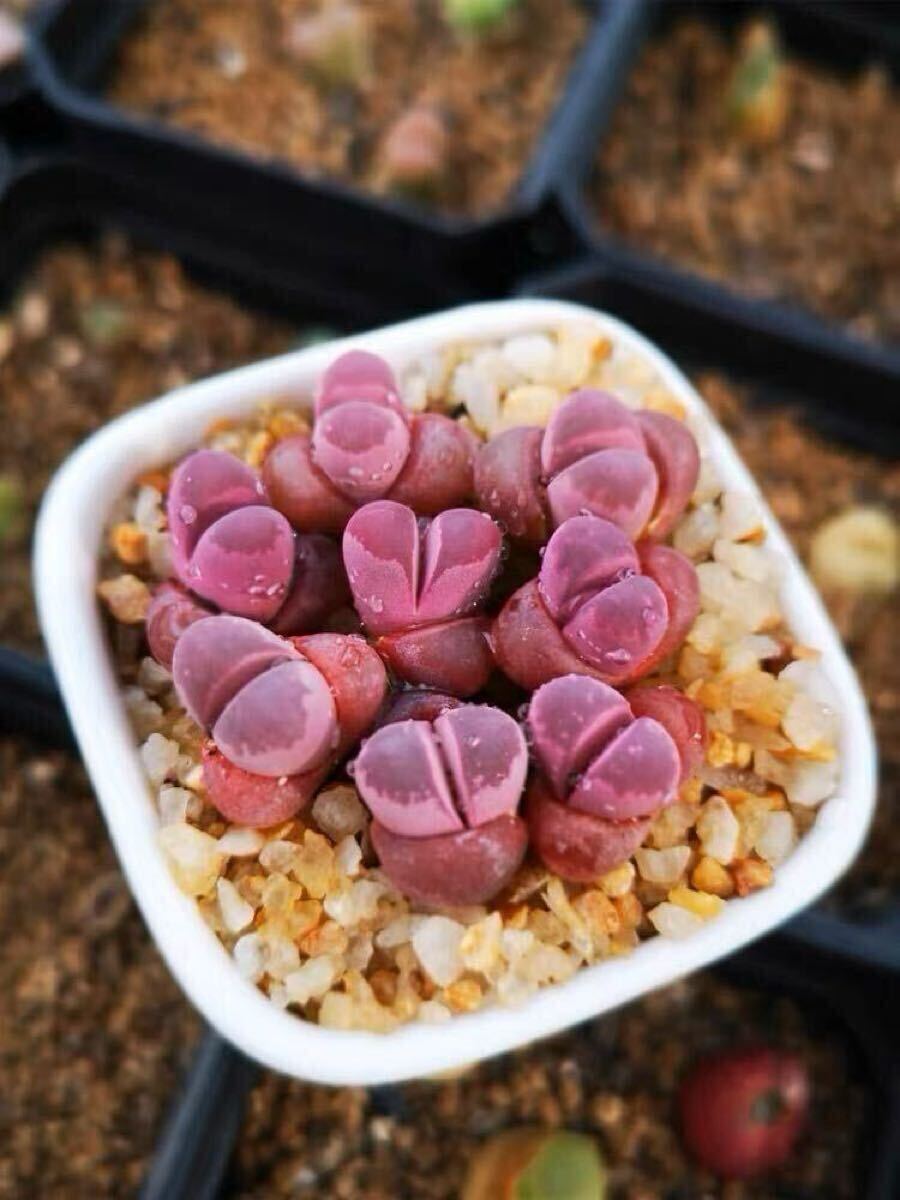 リトープス 紅大内10粒1年玉拍卖