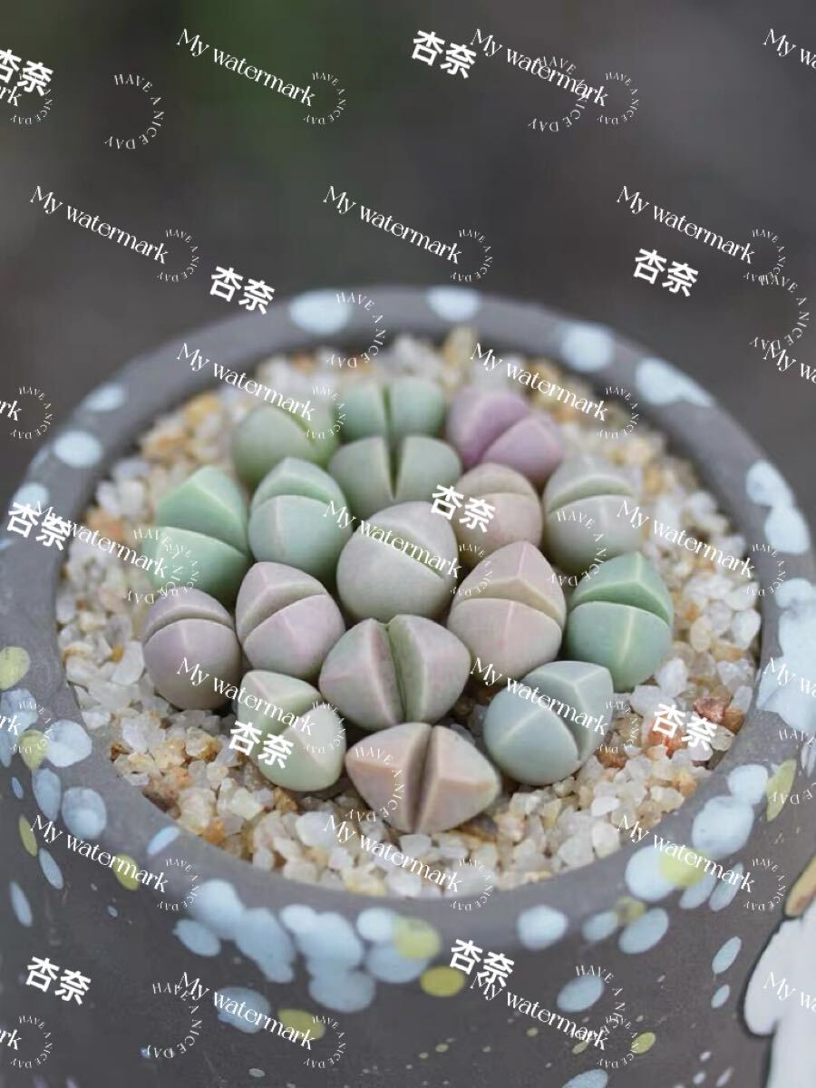 多肉植物 リトープス 魔玉10玉 1-2 年株拍卖