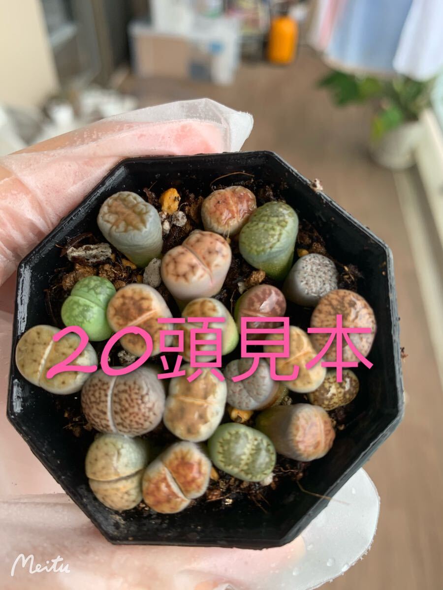 多肉植物 リトープス カラフルセット 20玉1-2年生拍卖