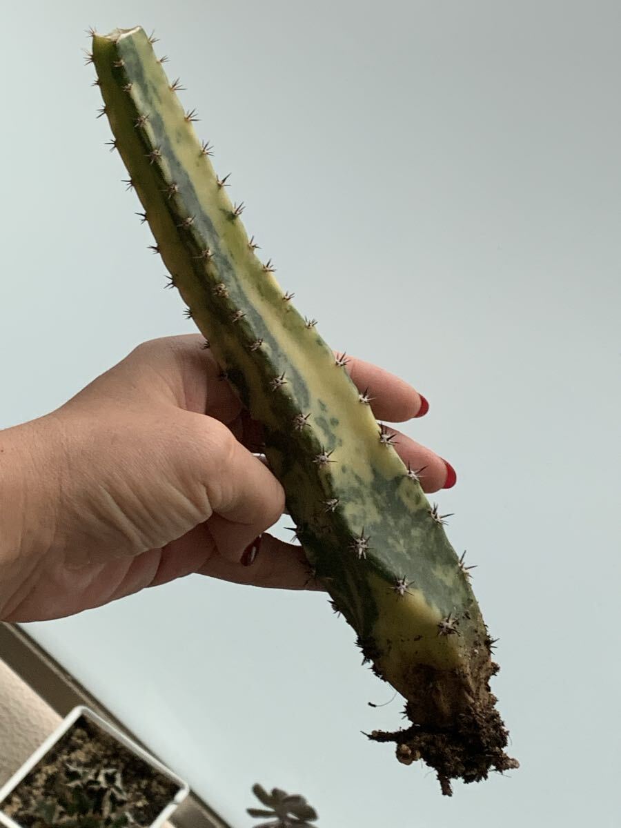 サボテン 実生株稀少 袖浦 拍卖