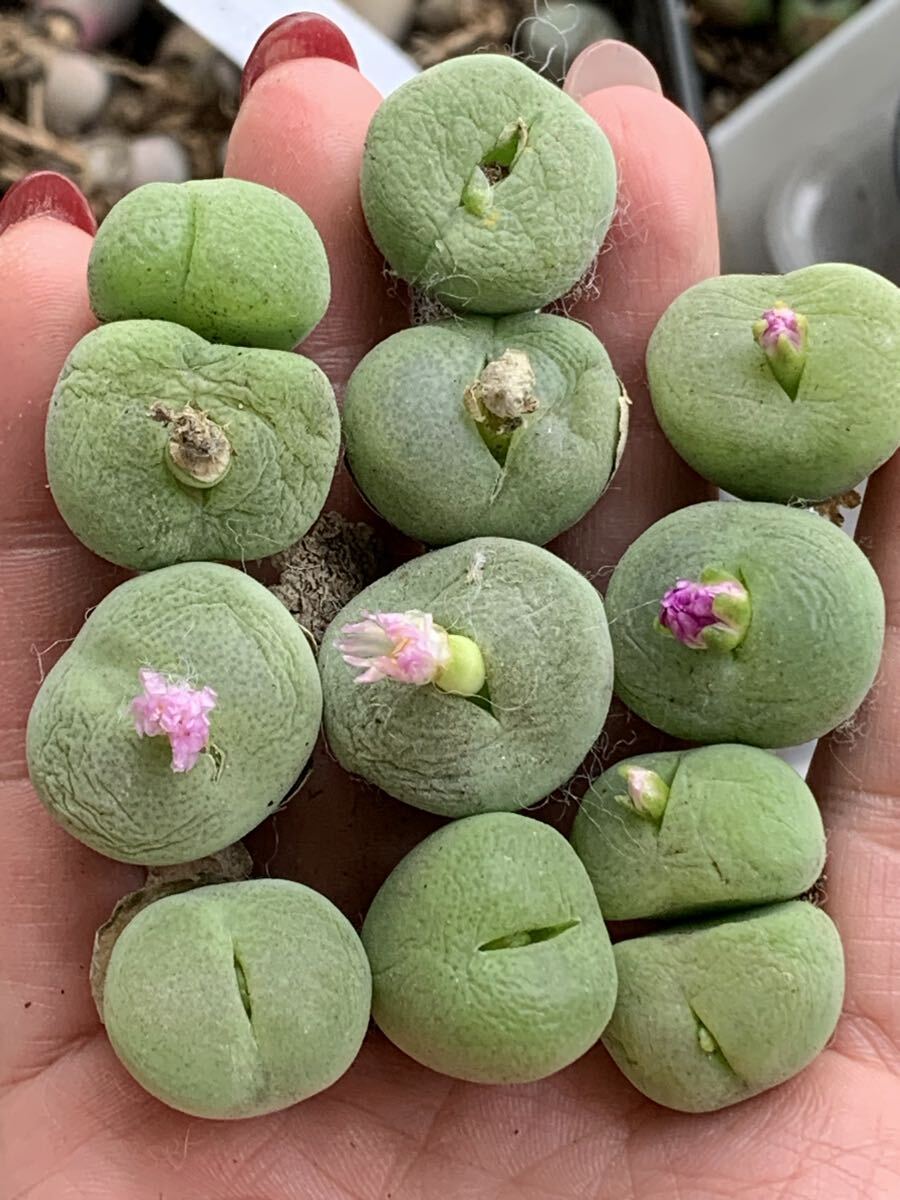 多肉植物 コノフィツム ピランシ 立派 超大粒 花咲株 拍卖