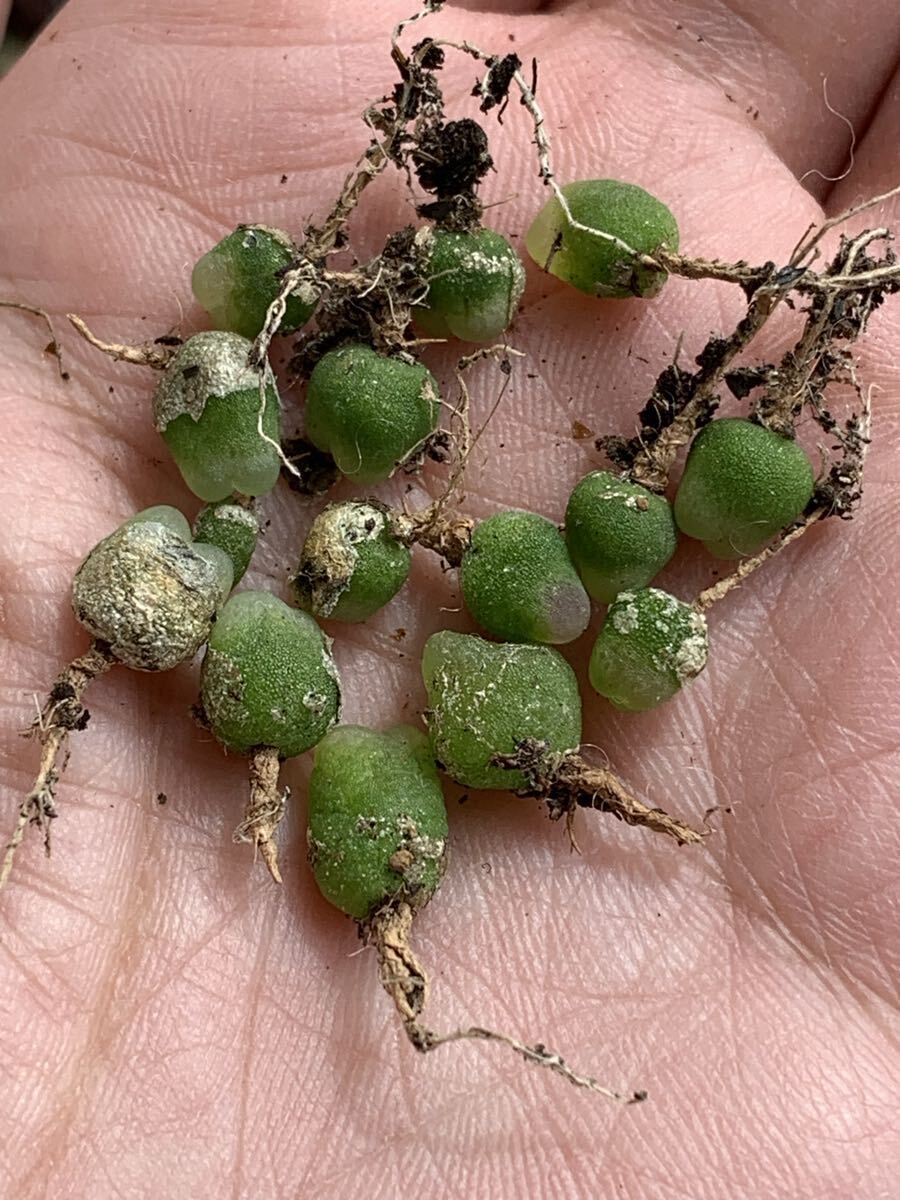 コノフィツム ラツム Rセット 一年生 多肉植物拍卖