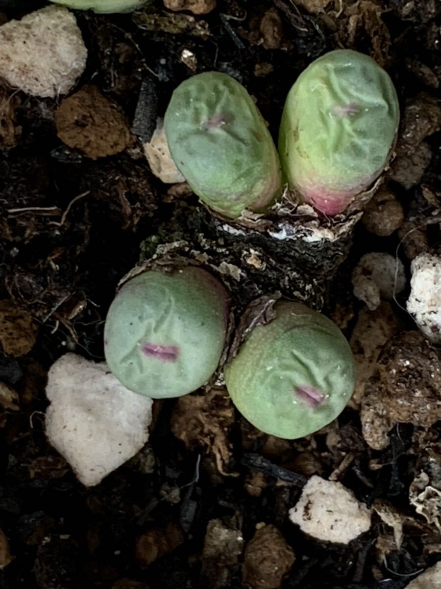 コノフィツム ベラケッティ小姓 多肉植物拍卖