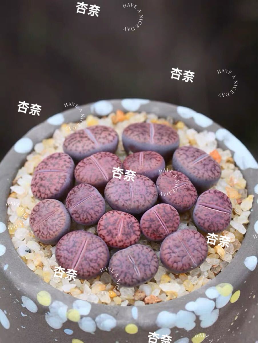 多肉植物 リトープス 紫石榴玉12玉1-2年玉拍卖