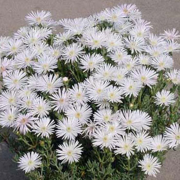 松葉菊 色:ホワイト5本【送料無料】拍卖