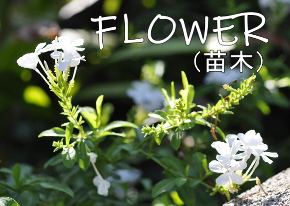 特価480円 ルリマツリ【挿し穂】10本拍卖