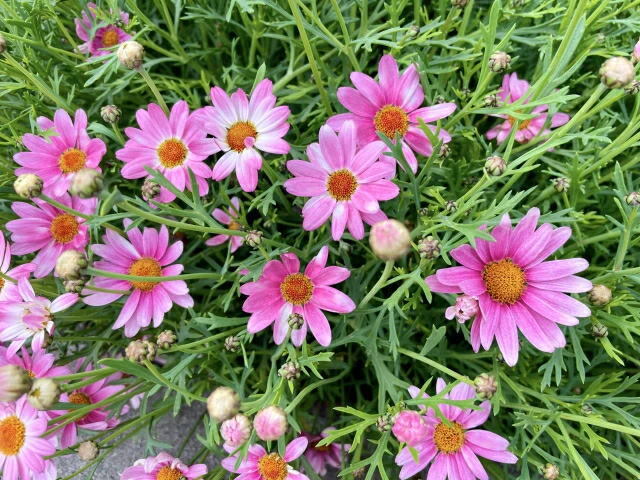 マーガレット ピンク 5本拍卖