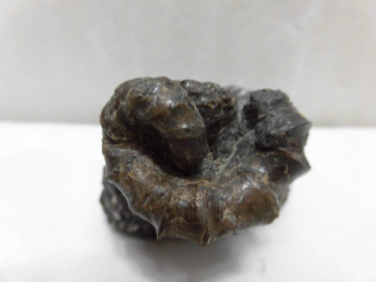 アイノセラス(4回巻き、採掘できなくなり=希少)北海道、平取拍卖