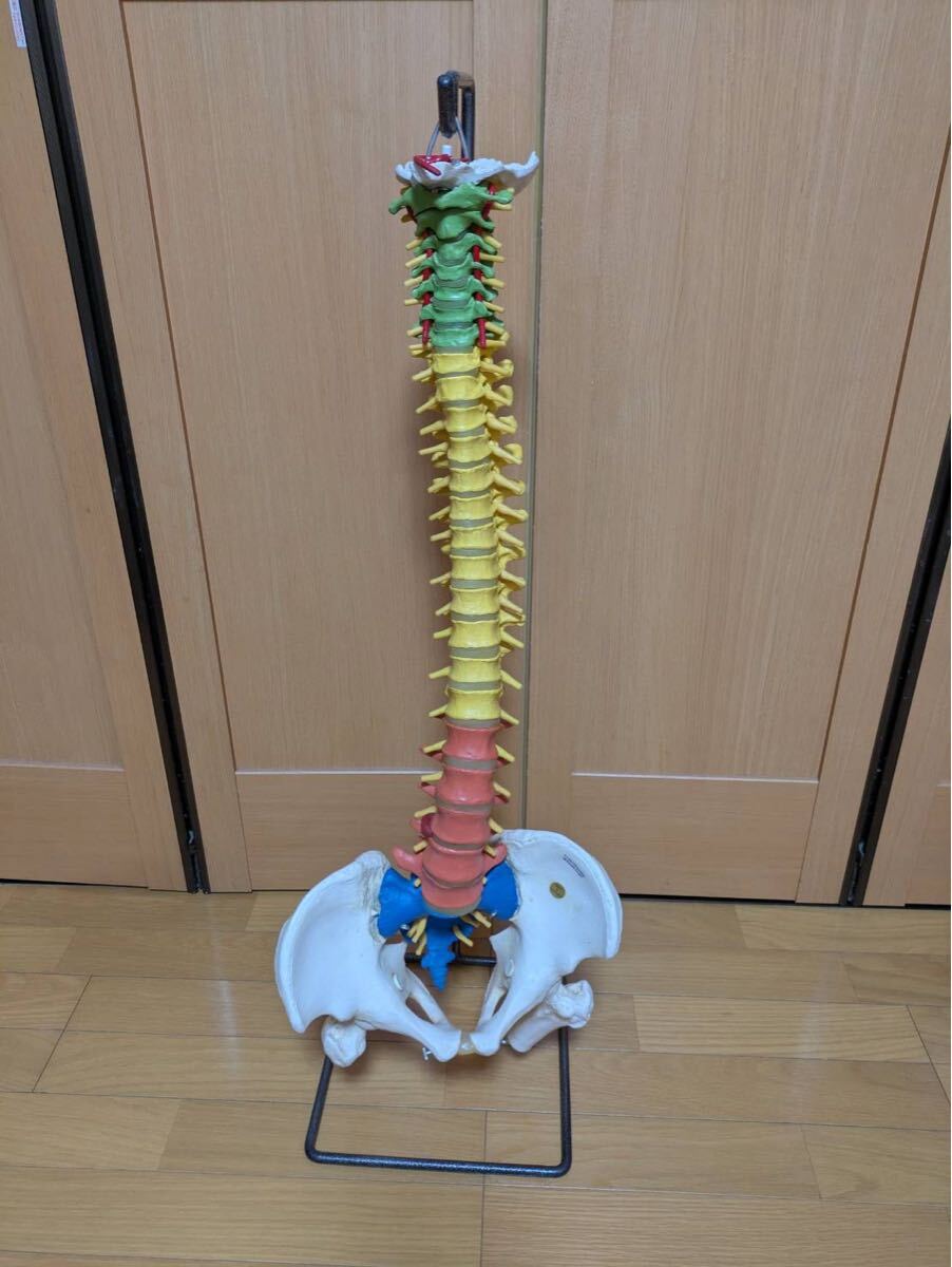 ドイツ製 脊柱模型 3B社 骨格模型スタンド付 JCDC 人体模型 拍卖