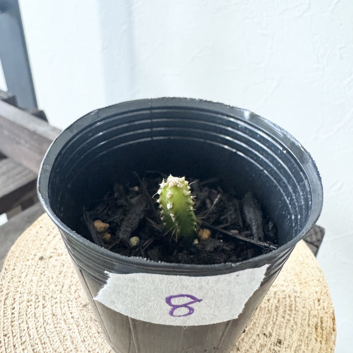 8 ミニサボテン 『 セレウス 』セレウスぺルヴィアヌス拍卖