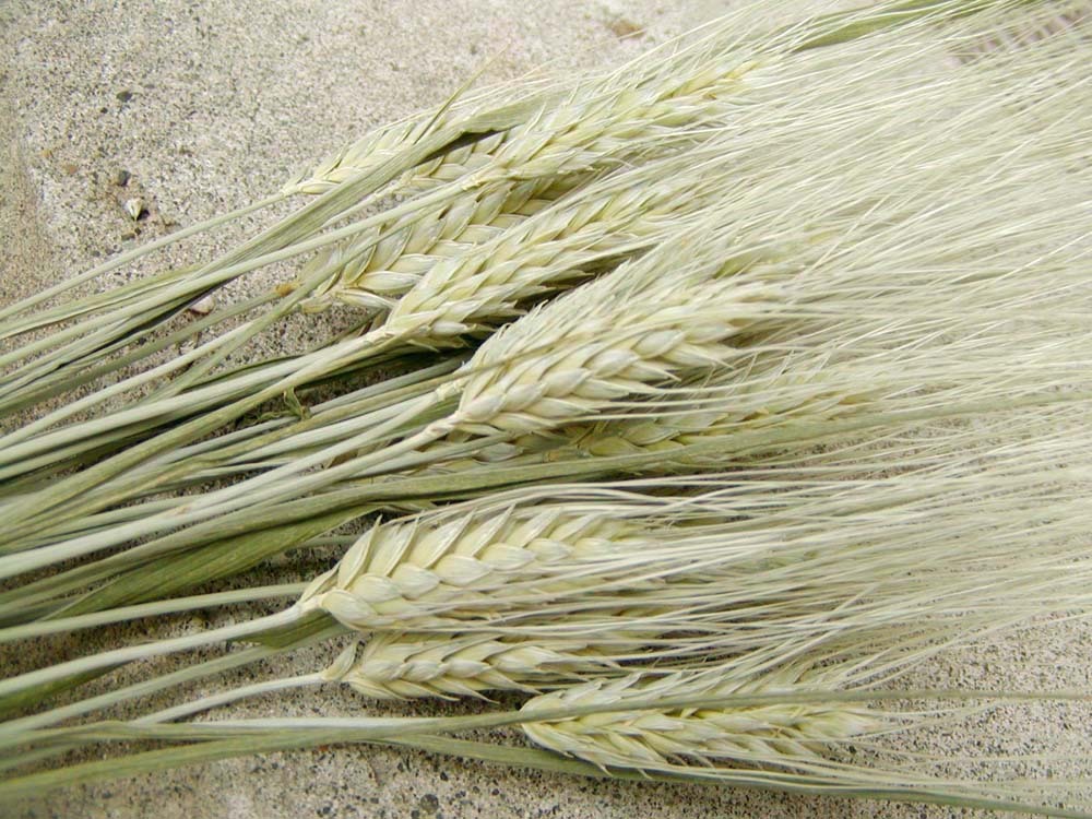 めぐみ工房・ 北海道ドライフラワー・大麦・ 富良野・ 花材 ハンドメイド ・ 送料無料拍卖