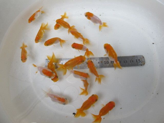 ★宇野系らんちゅう☆当歳魚☆20匹☆ハネ魚☆現物・発泡スチロール発送★拍卖