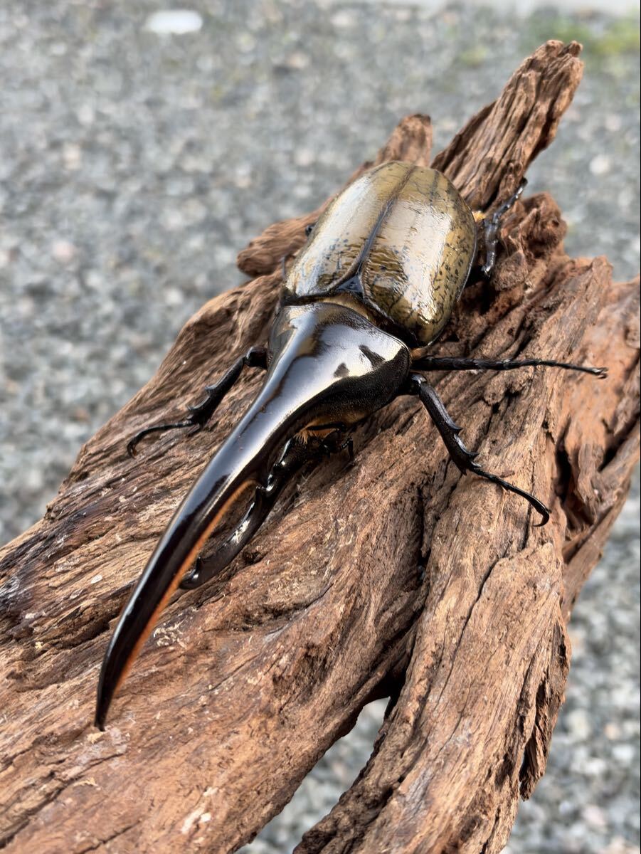 【HIRAKU】DHヘラクレス 151㎜ ♂拍卖