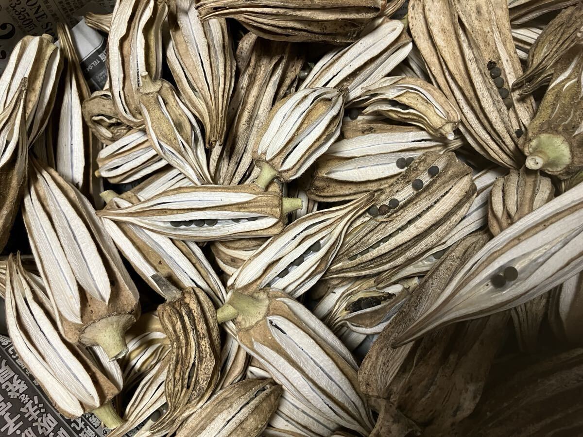 2026年の夏野菜栽培計画に加えてみませんか?多角オクラ(ダビデの星)種 30粒 無農薬拍卖