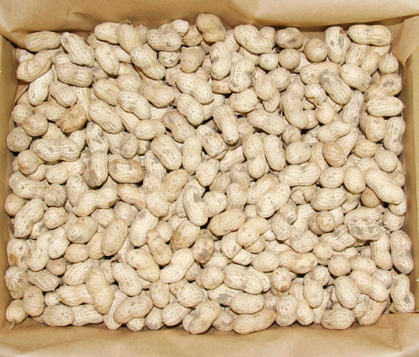 自然栽培 落花生(2kg)★熊本県産★無肥料・無農薬・自家採取★自然豊かな地で30年以上 自然と共生する究極の農法★いやしの野菜♪拍卖