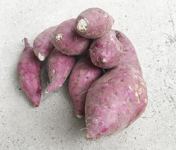 自然栽培 さつま芋(1kg)★熊本県産★安心安全の無肥料・無農薬★長年、自然と共生する農法で野菜を作っています♪究極の自然農法(*^^*)拍卖