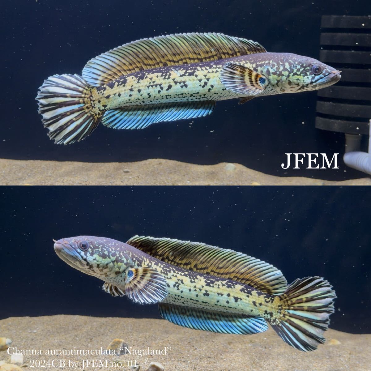 バイオレットスネークヘッド “ナガランド” Channa aurantimaculata “Nagaland” /2024 CB / ジェフェム JFEM no.01 ペア拍卖