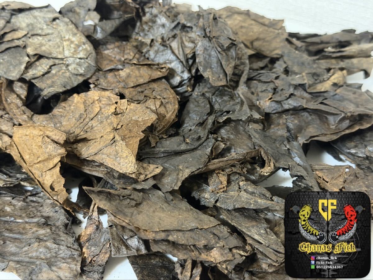 熟成!マジックリーフ Ketapang laut 100g /海ケタパン/Chanas fick gallery /JFEM ジェフェム 拍卖