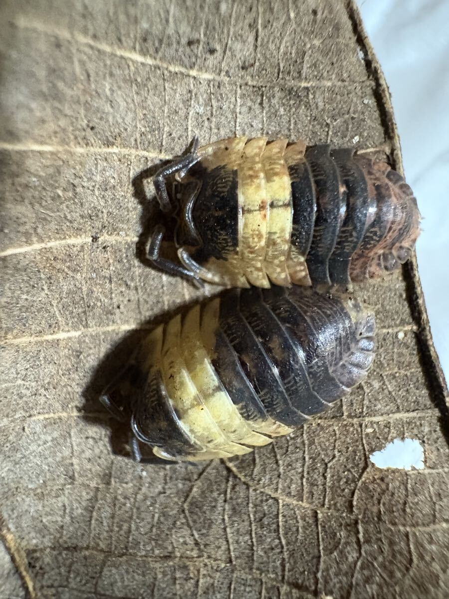 【1円スタート】ミクスサイズラストセットAdinda sp. “Grizzly Bear” ダンゴムシ 6匹セット 補償あり拍卖